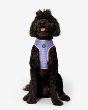 Dog Harness - Multicolored Striped Pattern