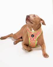 Dog Harness - Multicolored Striped Pattern