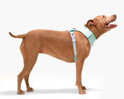 Dog Harness - Multicolored Striped Pattern