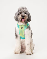 Dog Harness - Multicolored Striped Pattern
