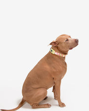 Premium Dog Collar - Multicolor Striped Pattern