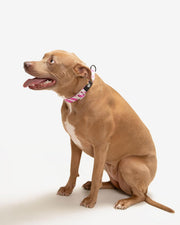Premium Dog Collar - Multicolor Striped Pattern