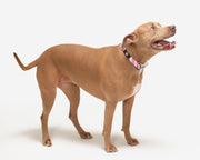 Premium Dog Collar - Multicolor Striped Pattern