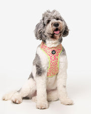 Dog Harness - Multicolored Striped Pattern