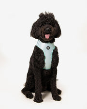 Dog Harness - Multicolored Striped Pattern