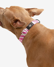 Premium Dog Collar - Multicolor Striped Pattern