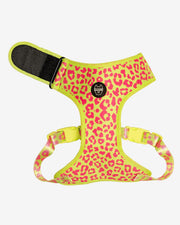 Dog Harness - Multicolored Striped Pattern