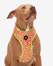 Dog Harness - Multicolored Striped Pattern