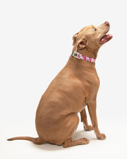 Premium Dog Collar - Multicolor Striped Pattern