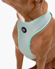 Dog Harness - Multicolored Striped Pattern