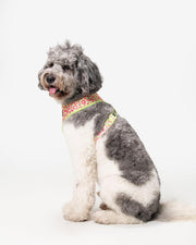Dog Harness - Multicolored Striped Pattern