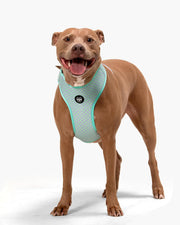 Dog Harness - Multicolored Striped Pattern