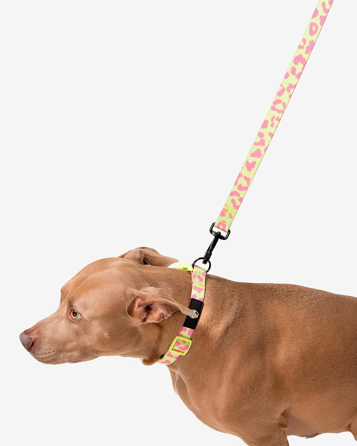 Premium Dog Leash Multicolored Striped