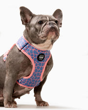 Dog Harness - Multicolored Striped Pattern