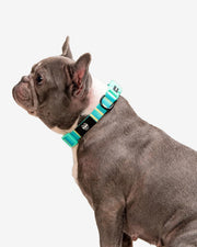 Premium Dog Collar - Multicolor Striped Pattern