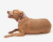Premium Dog Collar - Multicolor Striped Pattern