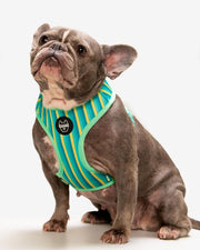Dog Harness - Multicolored Striped Pattern