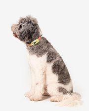 Premium Dog Collar - Multicolor Striped Pattern