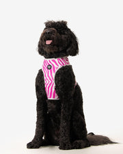 Dog Harness - Multicolored Striped Pattern