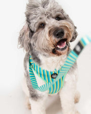 Premium Dog Leash Multicolored Striped