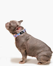 Premium Dog Collar - Multicolor Striped Pattern