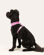 Dog Harness - Multicolored Striped Pattern