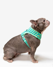 Dog Harness - Multicolored Striped Pattern