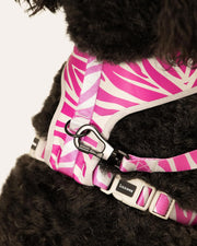 Premium Dog Leash Multicolored Striped