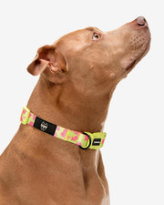 Premium Dog Collar - Multicolor Striped Pattern