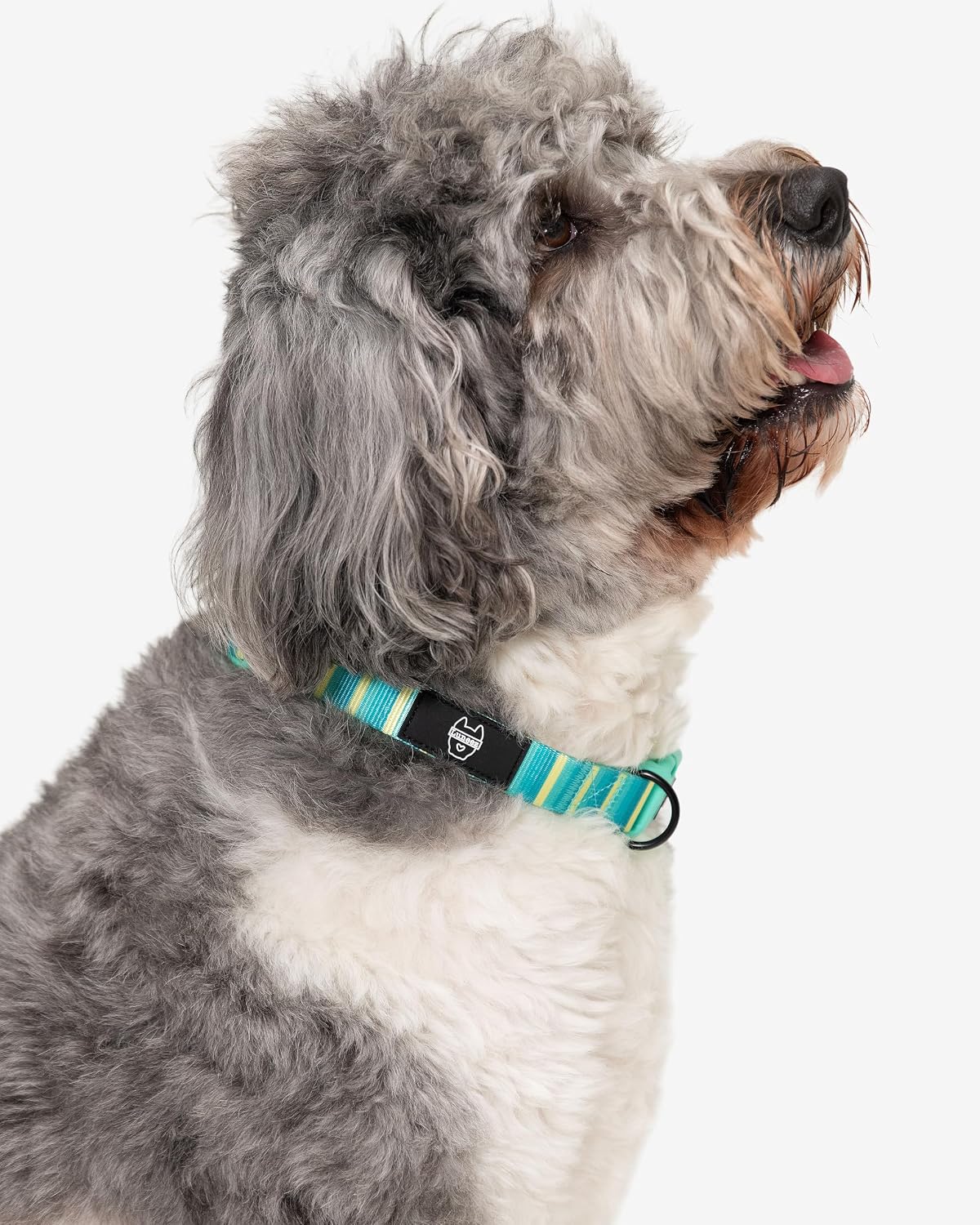 Premium Dog Collar - Multicolor Striped Pattern