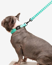 Premium Dog Leash Multicolored Striped