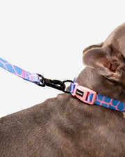 Premium Dog Leash Multicolored Striped