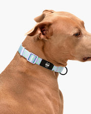 Premium Dog Collar - Multicolor Striped Pattern